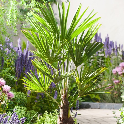 Trachycarpus fortunei chusan - fortunei,