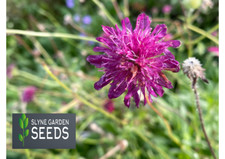WINE RED SCABIOUS HERBACEOUS FLOWER SEEDS aka Knautia or Macedonian Scabious