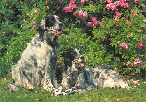 Dog english setters postcard - dog,
