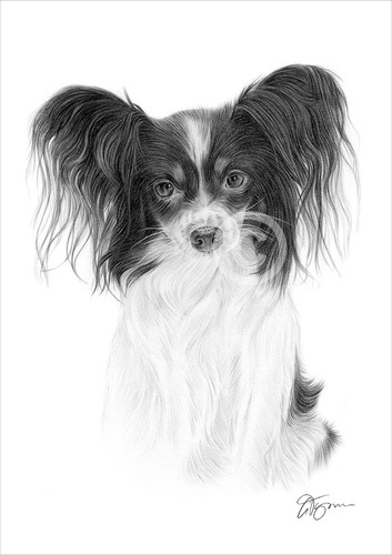 Dog papillon pencil drawing - dog,