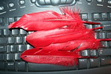 Fly Tying Red Ibis Sub for