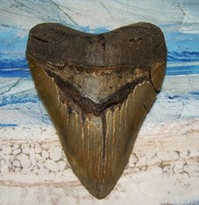 MEGALODON Shark Tooth 5 5/8" sharks teeth HUGE jaw fossil MONSTER meg SERRATED