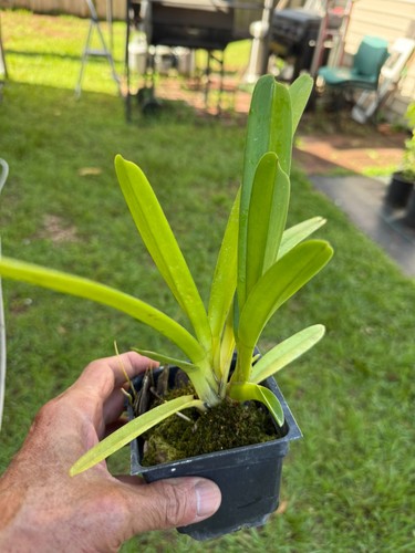 Cymbidium finlaysoniamum lindl - cymbidium,
