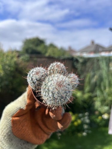 Mammillaria bombycina - , –
