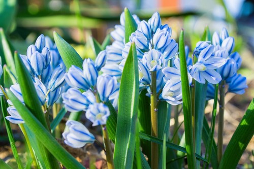 Puschkinia libanotica bulbs - puschkinia,
