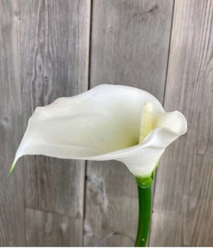 Artificial white ivory calla - artificial,