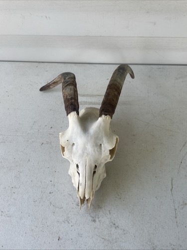 Taxidermy small goat - goat, ram