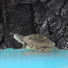  Reptile Background Terrarium Aquarium Decorations Backgrounds for Reptiles