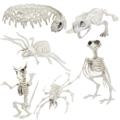 Halloween animal skeleton - halloween,