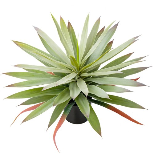 Briful large fake - agave, plant