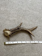 Natural Deer Antler