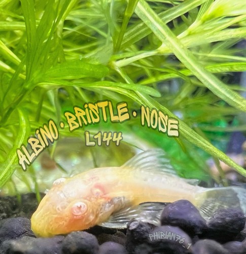 Juvenile albino bristlenose - 2,