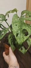 Monstera Adansonii Mint (Pot Size 10cm) Swiss Cheese Plant
