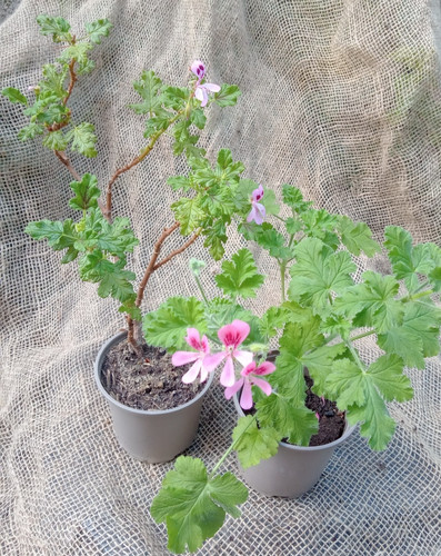 Scented pelargonium - pelargonium, x