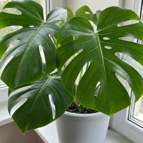 Monstera deliciosa swiss - 1,