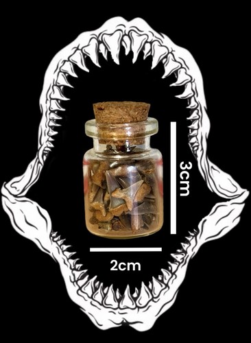 Genuine fossil shark teeth - uk,