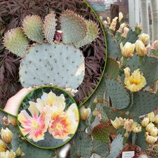 Opuntia  Santa Rita  Cactus. Prickly pear Rare. 1x unrooted pad 5-7cm