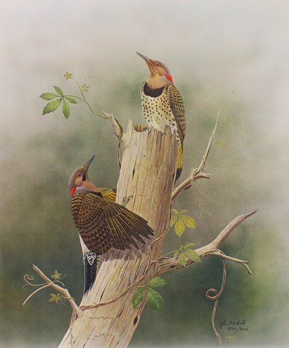 John neill common flickers - john,