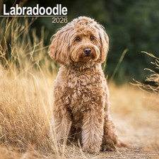 Labradoodle 2026 Calendar | Dog Breed Gift Wall 15% OFF MULTI ORDERS