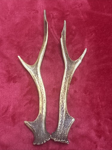 Pair sika deer - of,
