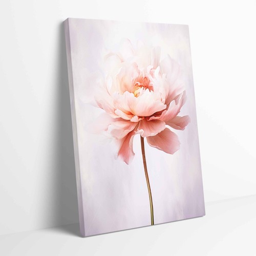 Stunning peony flower - peony,