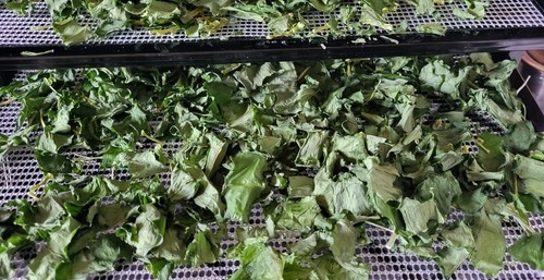 Wild garlic freshly dried - ,