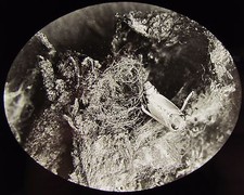 Glass Magic Lantern Slide A