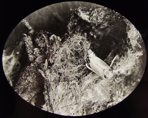 Glass magic lantern slide - lantern,