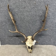 Fallow Buck Deer Skull