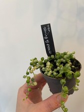 Variegated Senecio Rowleyanus