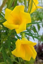 Indian Kaner  yellow Oleander small Tropical Live Plant  25cm
