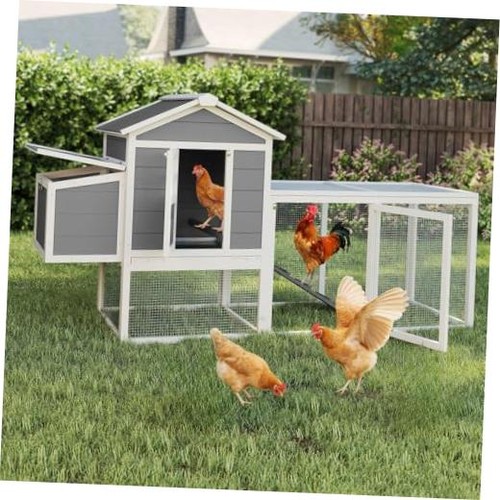 Large chicken coop - chicken,