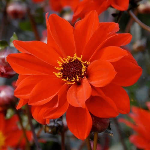 Dahlia bishop llandaff a - bishop, in