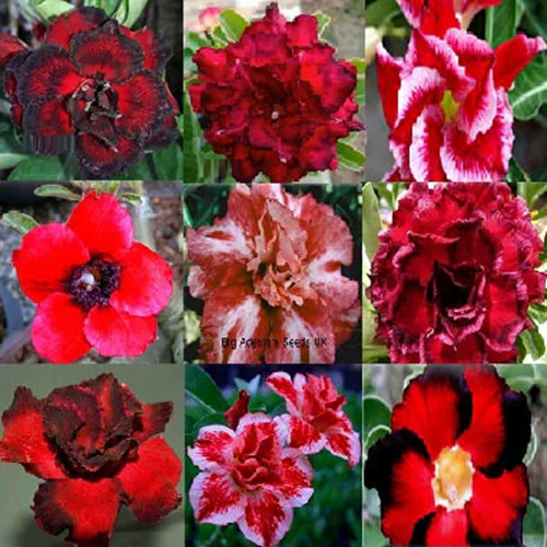 100 red adenium seeds mix - 100,
