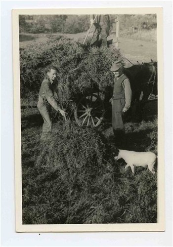 Men loading silage hay - men,