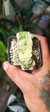 Haworthia Truncata Lime Green
