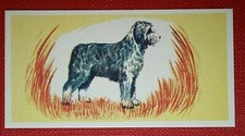 OLD ENGLISH SHEEPDOG  BOBTAIL  Vintage 1950's Mini Card  LE02