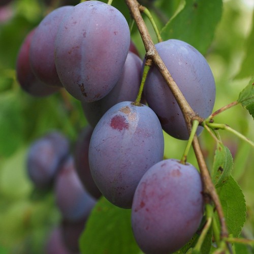 Czar plum tree - czar, fertile