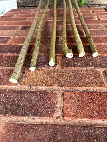 Hazel sticks raging from - hazel,