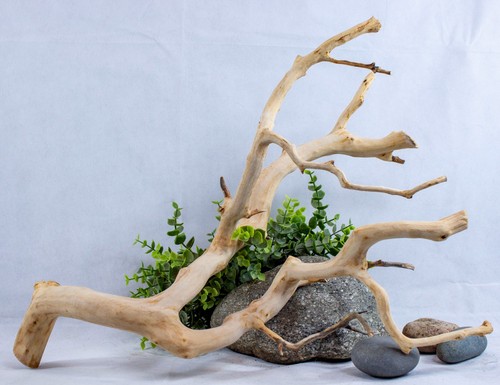 Manzanita driftwood branch - manzanita,