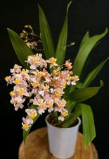 Oncidium - Twinkle Pink, 2