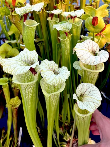 Sarracenia moorei green white - sarracenia, green/white
