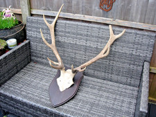 Vintage Red Deer 10 Point