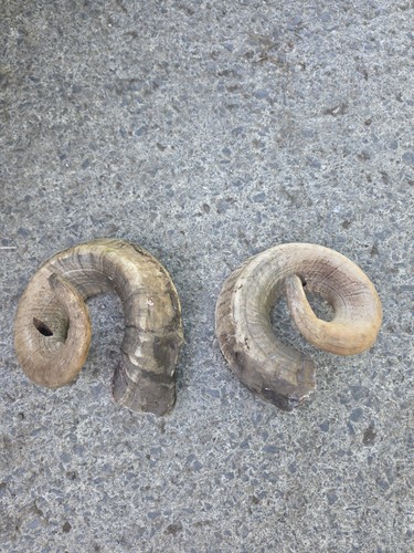 Sheep ram horns - ram,