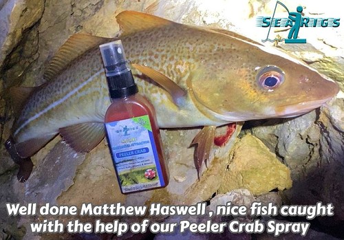 Searigs peeler crab - searigs™,