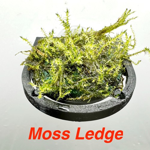 Aquarium moss ledge - moss, stem