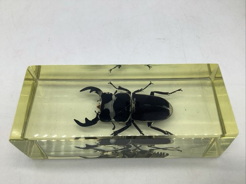 Stag beetle clear - clear, lucite