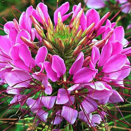 Cleome mauve queen spider - mauve,