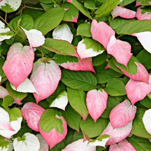 Actinidia kolomikta kiwi vine - kolomikta,