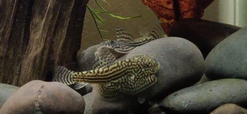 Group reticulated - of,
